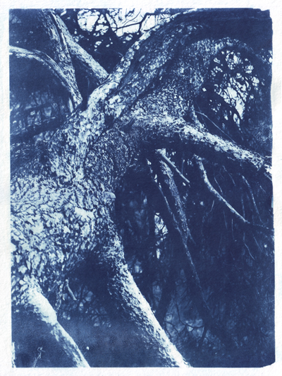 Cyanotype_Sans titre_2017_MG_8039.jpg en taille normale